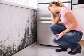 Trusted Kerrville, TX Mold Prevention & Removal  Experts